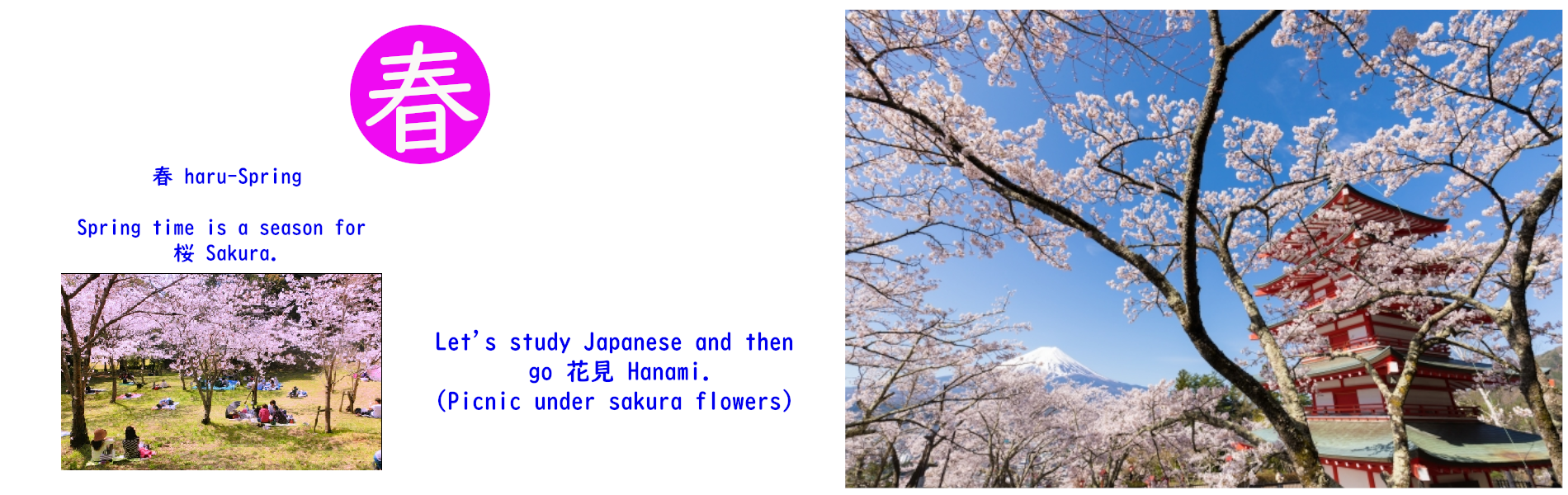 Japanese picknic under Sakura and Sakura with Mr.Fuji